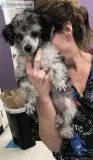 Toy poodle