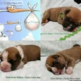 AKC Boxer Puppies