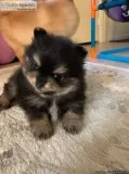 Cute Pomeranian puppy available
