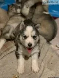 Purebred siberian husky pups