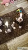 Reduced-akc Boston Terrier pups