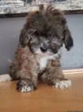 Adorable Shih-Poo Puppies