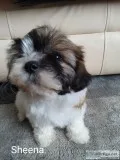 Teddybears and Shihtzu Puppies