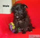 PomChiPoo Male  DOB  11182018