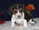 Boston terrierBeagle pups