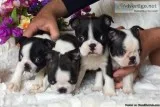 AKC Boston Terriers Male and Female