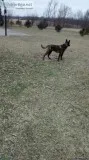 Male dutch Shepherd