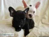 French Bulldog Male and female Puppies