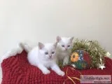 Purebred British Short Hair Kittens blue eyes 
