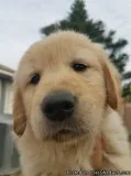 Golden Retriever Puppies
