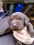 Chocolate labrador  puppies