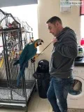 2 Proven Pair Bandgs Macaws