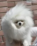 pomeranian pups