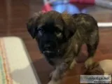German Shepard Lab Mastiff Cross