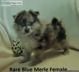 Pomeranian Rare Colors DOB  01172019
