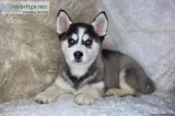 Siberian Husky Puppies