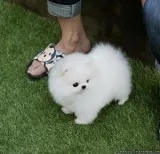 AKC VET CHECK POMERANIAN PUPPIES READY  TO JOIN THEIR NEW HOMES