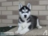 Husky puppies to Re-home