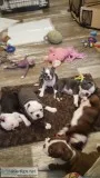Boston Terrier puppies