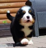 Cute Bernese Mountain  Puppies MaleFemale
