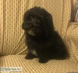 Male Malti-Poo Puppies