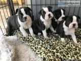 Amazing Boston Terrier puppies