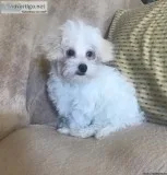 Male Malti-Poo Puppies