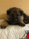 AKC German Shepherd puppies