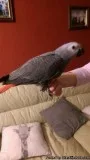 Tamed African Grey For Sale