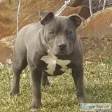 ABKCBBOA Exotic Bullies Dropping April 2019