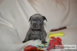 Healthy and Cute French Bulldogs for Adoption