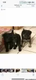 German Shepherd puppies