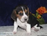 Puggle Puppies (Beagle Pug cross)