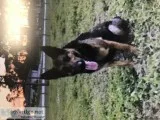 AKC German Sheperd