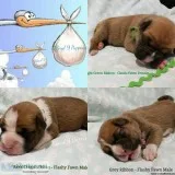 We have available Boxer Puppies