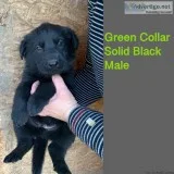 Solid Black Male German Shepherd Puppy