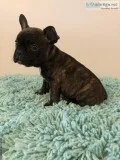 Black Brindle French Bulldog