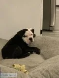 English Bulldog Puppy