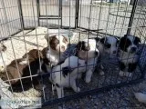 AKC Aussie Puppies