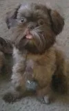Shih tzu  (female)