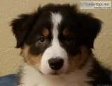 AKC Australian Shepherd Puppie