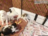 Mini English Goldendoodle Puppies ( F1b Low Shedding Hypoall