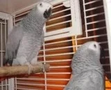 Awesome African Grey Parrots