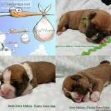 We have available Boxer Puppies