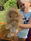 Dwarf Lionhead Rabbits