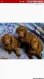 Labrador retriever POINTING puppies AKC