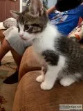 Adorable BombayAegean Kitten