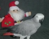 ADORABLE AND CUTE AFRICAN GREY BIRDS