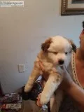 7 week old puppies