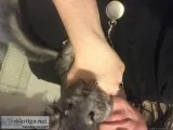 A year old chinchilla